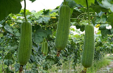 綠色蔬菜絲瓜種植介紹