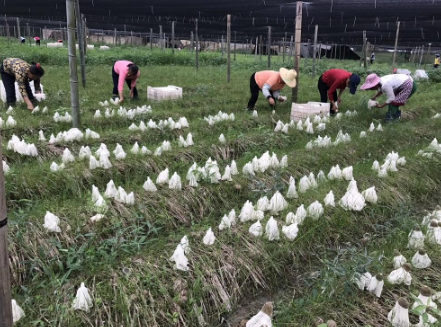 竹蓀的種植技術(shù)