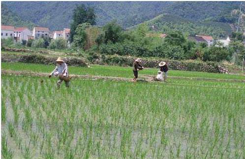 農(nóng)民種植水稻，每畝稻田需要使用多少硅肥和鋅肥?