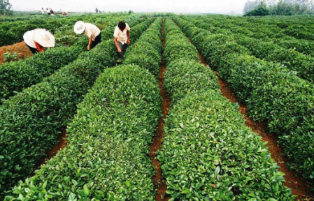 山東日照：國家級特色小鎮(zhèn)年產(chǎn)4600噸茶