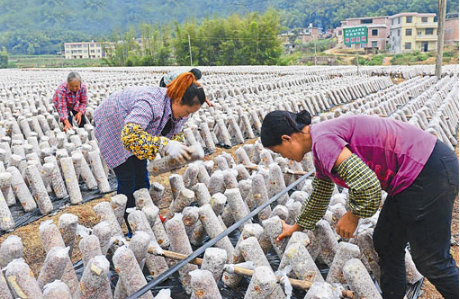 鄄城縣高效食用菌產(chǎn)業(yè)促農(nóng)民增收致富