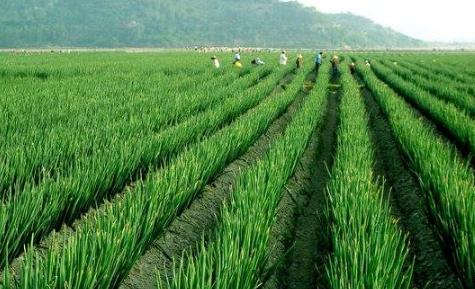 黑龍江加快修訂綠色食品基地標準 把住