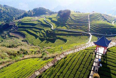 思南：生態(tài)茶產(chǎn)業(yè)綠滿山野香飄山外