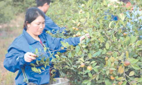 平江：小油茶做成大產業(yè)