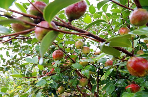 零陵：油茶染秋，遍地飄香