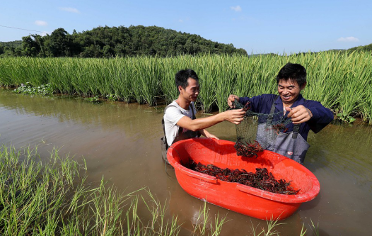 長沙實現"一季水稻兩季蝦" 一畝多收、糧漁共贏