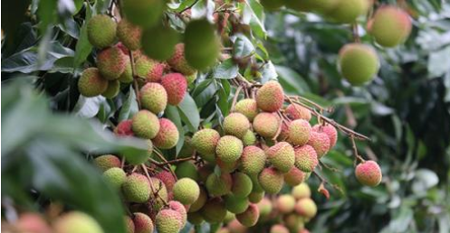 綠色食品荔枝的種植技術(shù)